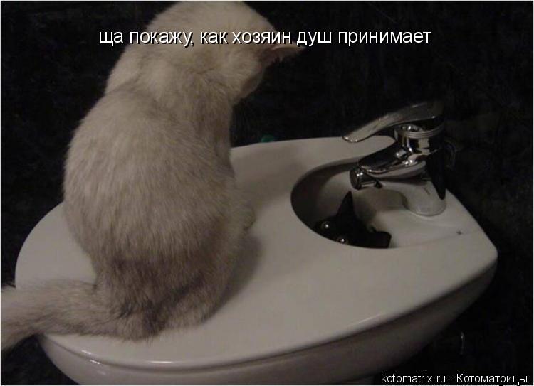 ща покажу, как хозяин душ принимает... Котоматрица: ща покажу, как хозяин душ принимает
