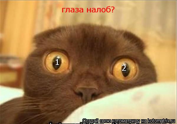 глаза налоб? 1 2... Котоматрица: глаза налоб? 1 2
