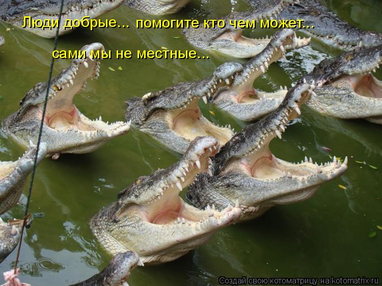Люди добрые... сами мы не местные... помогите кто чем может...... Котоматрица: Люди добрые... сами мы не местные... помогите кто чем может...