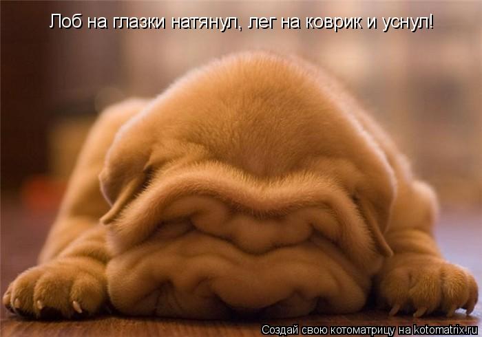 Лоб на глазки натянул, лег на коврик и уснул!... Котоматрица: Лоб на глазки натянул, лег на коврик и уснул!