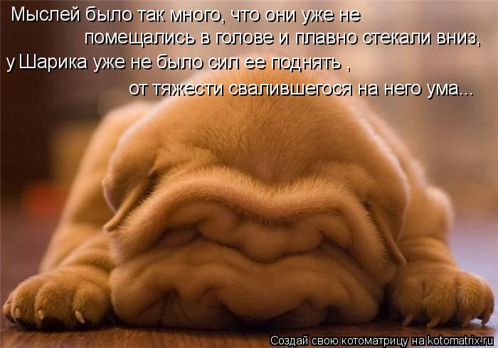 Мыслей было так много, что они уже не помещались в голове и плавно стекали вниз, у Шарика уже не было... Котоматрица: Мыслей было так много, что они уже не помещались в голове и плавно стекали вниз, у Шарика уже не было сил ее поднять , от тяжести свалившегося