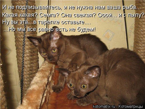 Какая какая? Семга? Она свежая? Ооой... и с пылу? И не подлизывайтесь, и не нужна нам ваша рыба... Ну... Котоматрица: Какая какая? Семга? Она свежая? Ооой... и с пылу? И не подлизывайтесь, и не нужна нам ваша рыба... Ну вы эта...в тарелке оставьте.... ...Но мы все рав