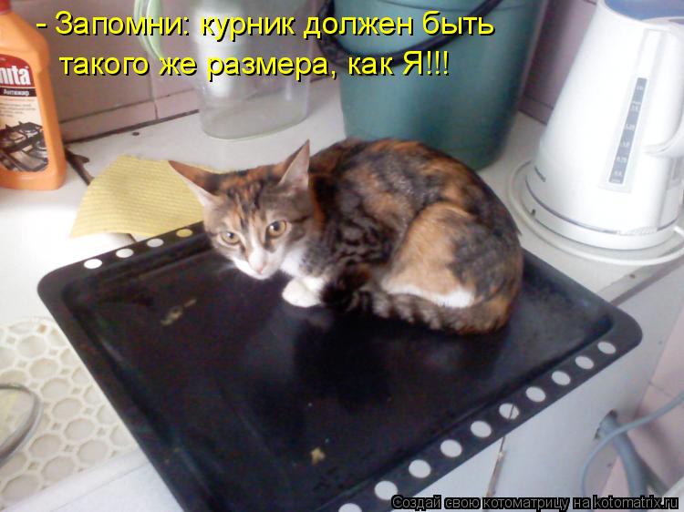 - Запомни: курник должен быть такого же размера, как Я!!!... Котоматрица: - Запомни: курник должен быть такого же размера, как Я!!!