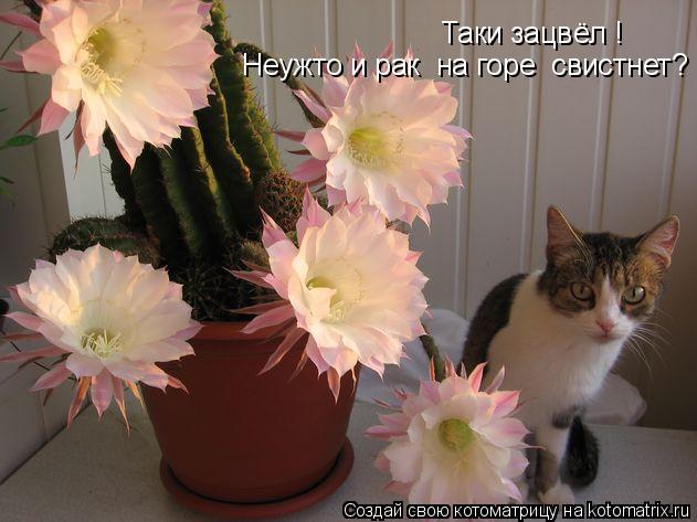 Таки зацвёл ! Неужто и рак на горе свистнет?... Котоматрица: Таки зацвёл ! Неужто и рак на горе свистнет?