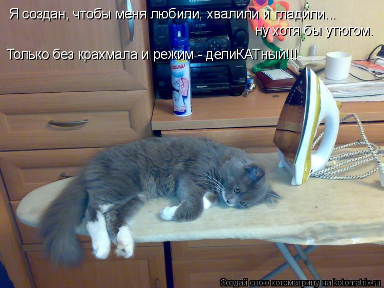 Я создан, чтобы меня любили, хвалили и гладили... ну хотя бы утюгом. Только без крахмала и режим - де... Котоматрица: Я создан, чтобы меня любили, хвалили и гладили... ну хотя бы утюгом. Только без крахмала и режим - делиКАТный!!!