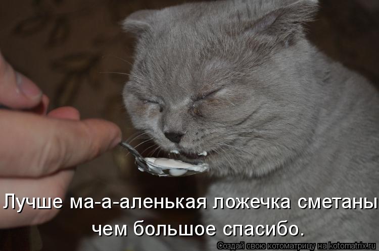 Лучше ма-а-аленькая ложечка сметаны, чем большое спасибо.... Котоматрица: Лучше ма-а-аленькая ложечка сметаны, чем большое спасибо.