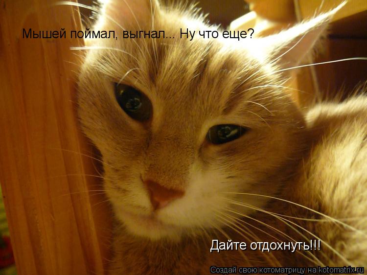 Мышей поймал, выгнал... Ну что еще? Дайте отдохнуть!!!... Котоматрица: Мышей поймал, выгнал... Ну что еще? Дайте отдохнуть!!!