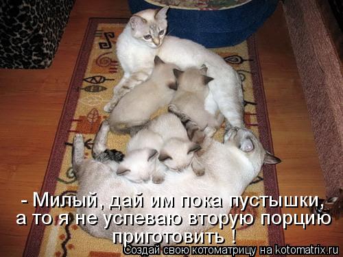 - Милый, дай им пока пустышки, приготовить ! а то я не успеваю вторую порцию... Котоматрица: - Милый, дай им пока пустышки, приготовить ! а то я не успеваю вторую порцию