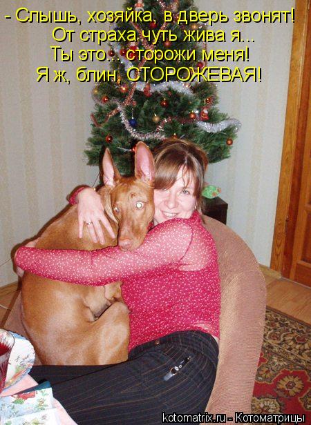 - Слышь, хозяйка, в дверь звонят! От страха чуть жива я... Ты это... сторожи меня! Я ж, блин, СТОРОЖЕ... Котоматрица: - Слышь, хозяйка, в дверь звонят! От страха чуть жива я... Ты это... сторожи меня! Я ж, блин, СТОРОЖЕВАЯ!