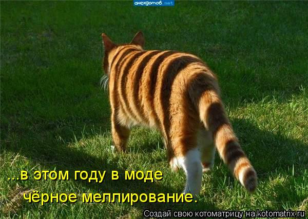 ...в этом году в моде чёрное меллирование.... Котоматрица: ...в этом году в моде чёрное меллирование.