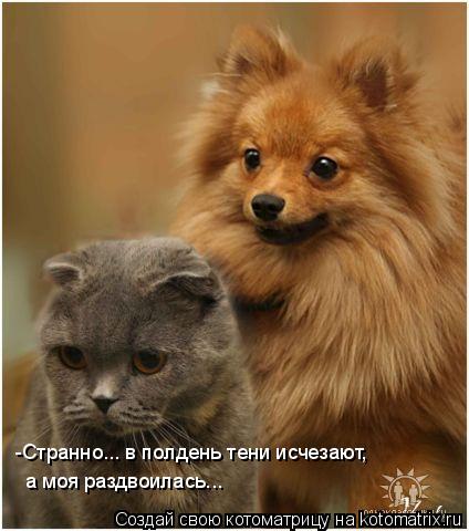 -Странно... в полдень тени исчезают, а моя раздвоилась...... Котоматрица: -Странно... в полдень тени исчезают, а моя раздвоилась...