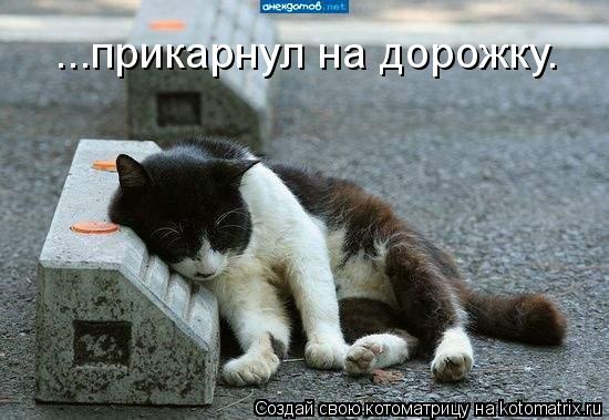 ...прикарнул на дорожку.... Котоматрица: ...прикарнул на дорожку.