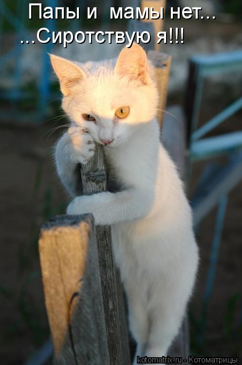 ...Сиротствую я!!! Папы и мамы нет...... Котоматрица: ...Сиротствую я!!! Папы и мамы нет...