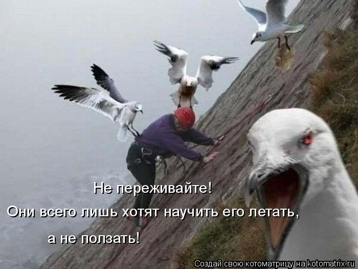 Не переживайте! Они всего лишь хотят научить его летать, а не ползать!... Котоматрица: Не переживайте! Они всего лишь хотят научить его летать, а не ползать!