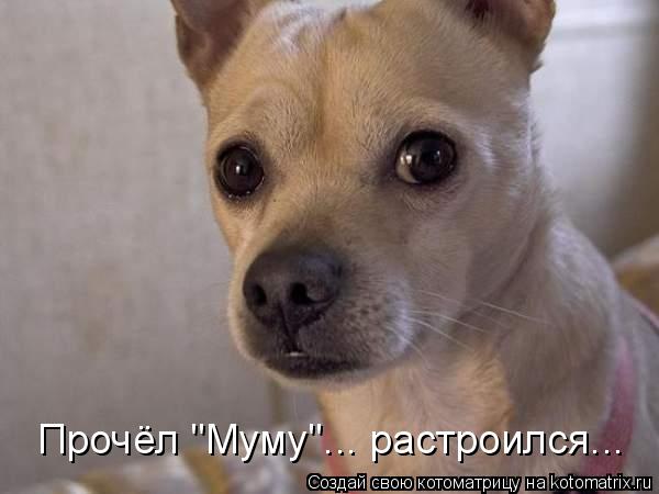 Прочёл "Муму"... растроился...... Котоматрица: Прочёл "Муму"... растроился...