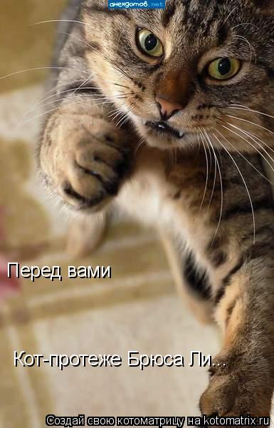 Перед вами Кот-протеже Брюса Ли...... Котоматрица: Перед вами Кот-протеже Брюса Ли...