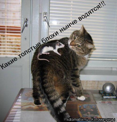 Какие толстые блохи нынче водятся!!!... Котоматрица: Какие толстые блохи нынче водятся!!!