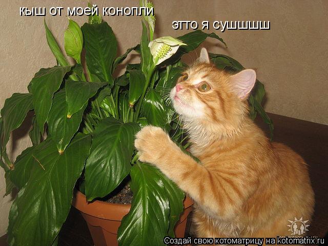 кыш от моей конопли этто я сушшшш... Котоматрица: кыш от моей конопли этто я сушшшш