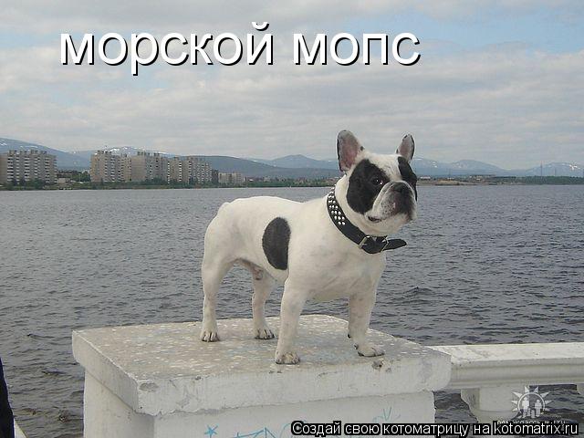 морской мопс... Котоматрица: морской мопс