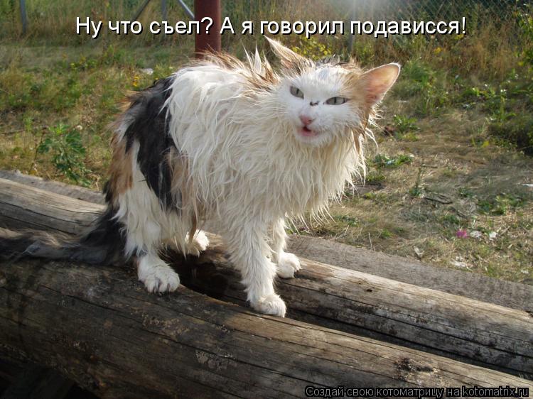Ну что съел? А я говорил подависся!... Котоматрица: Ну что съел? А я говорил подависся!