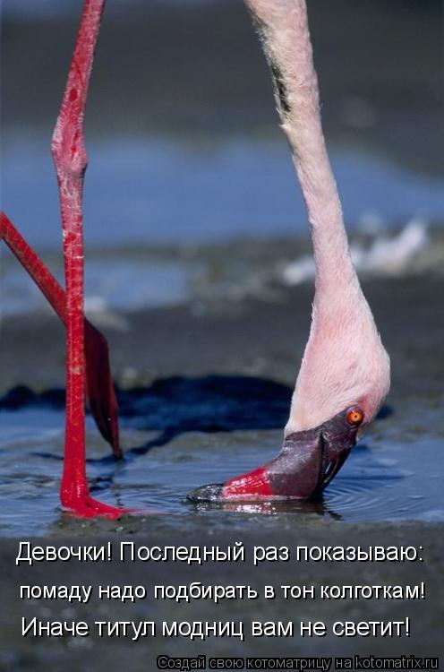 Девочки! Последный раз показываю: помаду надо подбирать в тон колготкам! Иначе титул модниц вам не св... Котоматрица: Девочки! Последный раз показываю: помаду надо подбирать в тон колготкам! Иначе титул модниц вам не светит!