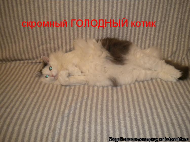 скромный ГОЛОДНЫЙ котик... Котоматрица: скромный ГОЛОДНЫЙ котик