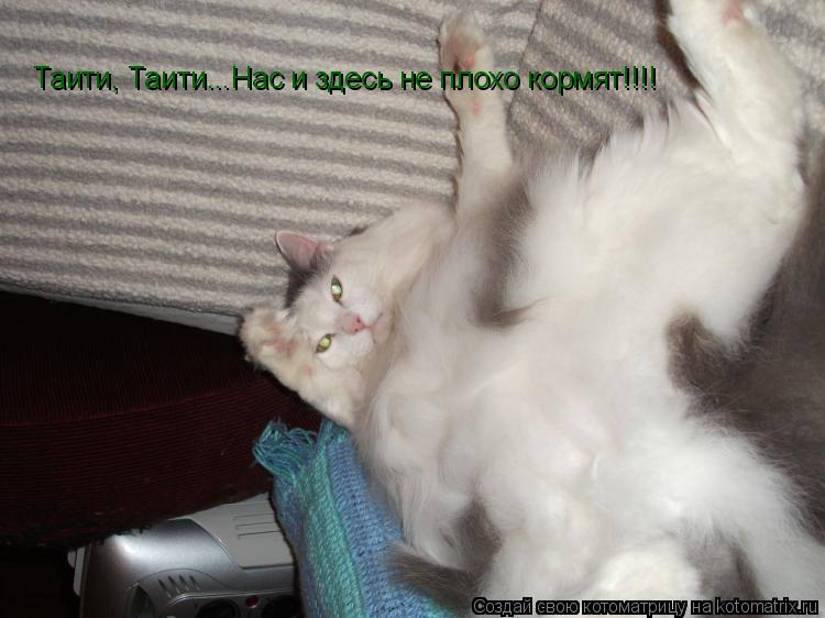 Таити, Таити...Нас и здесь не плохо кормят!!!!... Котоматрица: Таити, Таити...Нас и здесь не плохо кормят!!!!