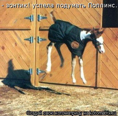 - зонтик! успела подумать Поппинс...... Котоматрица: - зонтик! успела подумать Поппинс...