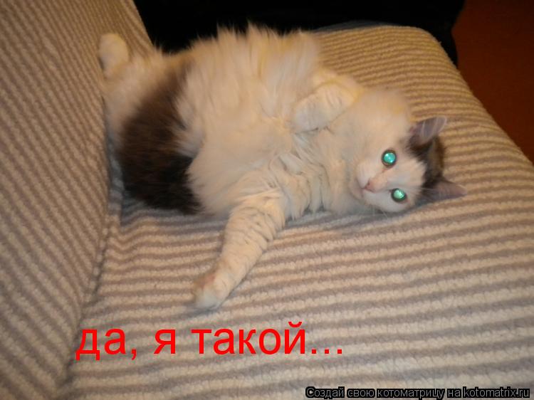 да, я такой...... Котоматрица: да, я такой...