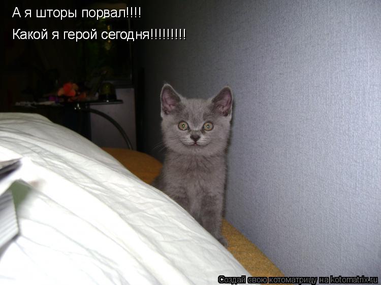А я шторы порвал!!!! Какой я герой сегодня!!!!!!!!! Какой я герой сегодня!!!!!!!!!... Котоматрица: А я шторы порвал!!!! Какой я герой сегодня!!!!!!!!! Какой я герой сегодня!!!!!!!!!