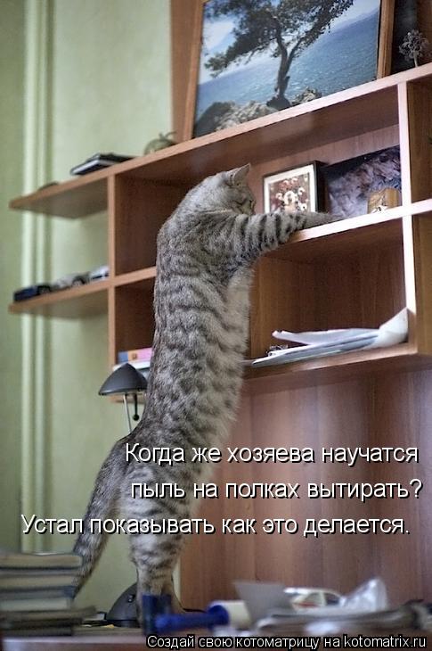 Когда же хозяева научатся пыль на полках вытирать? Устал показывать как это делается.... Котоматрица: Когда же хозяева научатся пыль на полках вытирать? Устал показывать как это делается.