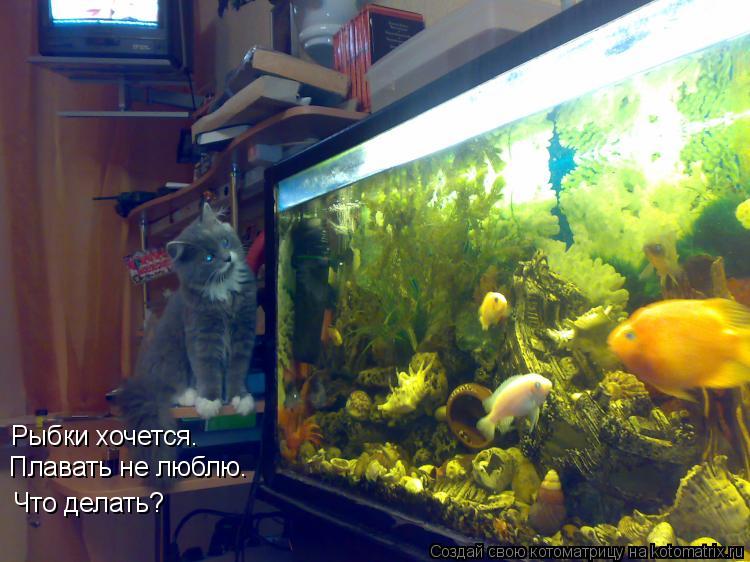 Рыбки хочется. Плавать не люблю. Что делать?... Котоматрица: Рыбки хочется. Плавать не люблю. Что делать?