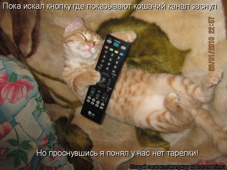 Пока искал кнопку где показывают кошачий канал заснул Но проснувшись я понял у нас нет тарелки!... Котоматрица: Пока искал кнопку где показывают кошачий канал заснул Но проснувшись я понял у нас нет тарелки!