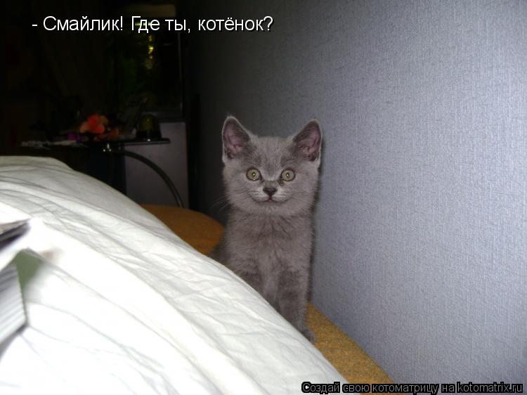 - Смайлик! Где ты, котёнок?... Котоматрица: - Смайлик! Где ты, котёнок?