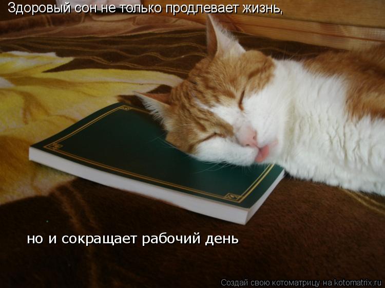 Здоровый сон не только продлевает жизнь, но и сокращает рабочий день... Котоматрица: Здоровый сон не только продлевает жизнь, но и сокращает рабочий день