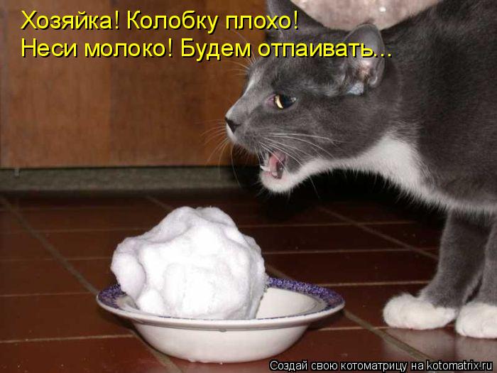 Котоматрица: Хозяйка! Колобку плохо! Неси молоко! Будем отпаивать...