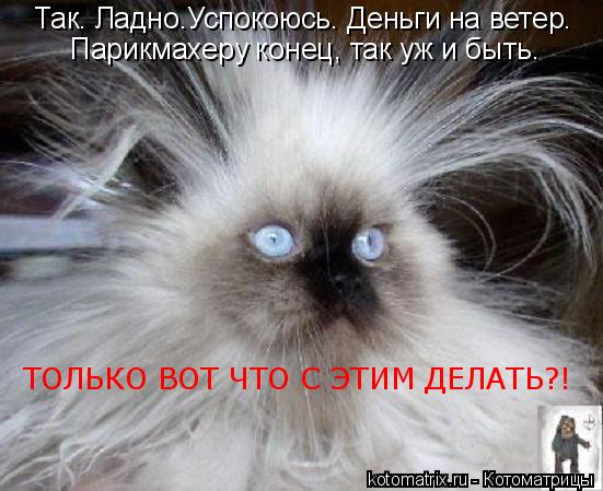 Так. Ладно.Успокоюсь. Деньги на ветер. Парикмахеру конец, так уж и быть. ТОЛЬКО ВОТ ЧТО С ЭТИМ ДЕЛАТЬ... Котоматрица: Так. Ладно.Успокоюсь. Деньги на ветер. Парикмахеру конец, так уж и быть. ТОЛЬКО ВОТ ЧТО С ЭТИМ ДЕЛАТЬ?!