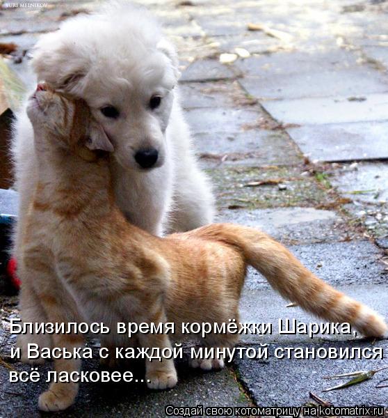 Близилось время кормёжки Шарика, и Васька с каждой минутой становился всё ласковее...... Котоматрица: Близилось время кормёжки Шарика, и Васька с каждой минутой становился всё ласковее...