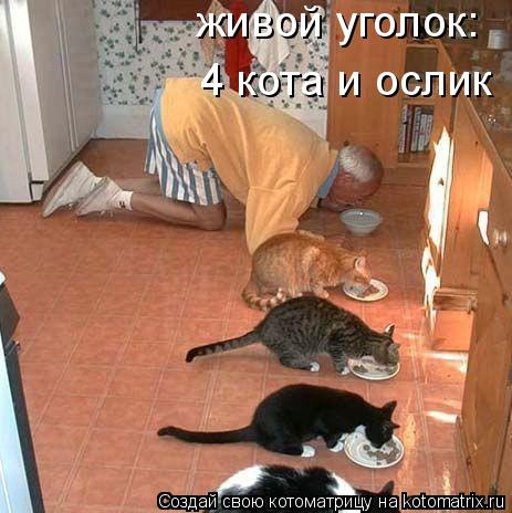 живой уголок: 4 кота и ослик... Котоматрица: живой уголок: 4 кота и ослик