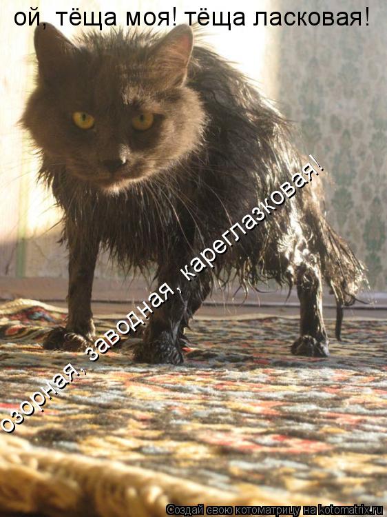 ой, тёща моя! тёща ласковая! озорная, заводная, кареглазковая!... Котоматрица: ой, тёща моя! тёща ласковая! озорная, заводная, кареглазковая!