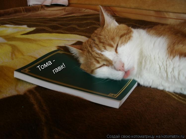 Тома - гавк!... Котоматрица: Тома - гавк!