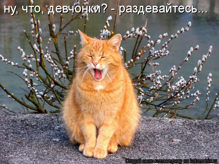 ну, что, девчонки? - раздевайтесь...... Котоматрица: ну, что, девчонки? - раздевайтесь...