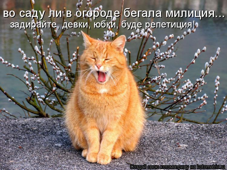 во саду ли в огороде бегала милиция... задирайте, девки, юбки, буде репетиция!... Котоматрица: во саду ли в огороде бегала милиция... задирайте, девки, юбки, буде репетиция!