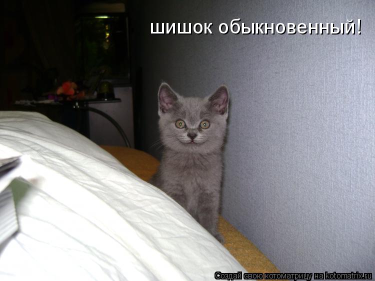 шишок обыкновенный!... Котоматрица: шишок обыкновенный!