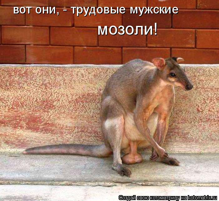 вот они, - трудовые мужские мозоли!... Котоматрица: вот они, - трудовые мужские мозоли!
