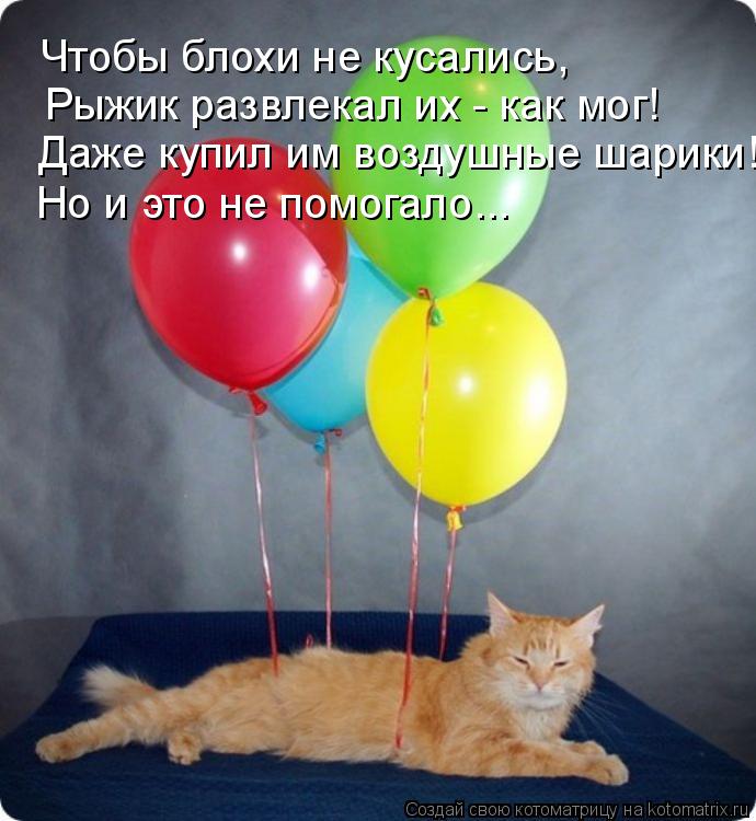 Котоматрица: Чтобы блохи не кусались,  Рыжик развлекал их - как мог! Даже купил им воздушные шарики!  Но и это не помогало…..