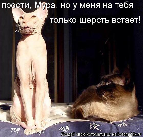 прости, Мура, но у меня на тебя только шерсть встает!... Котоматрица: прости, Мура, но у меня на тебя только шерсть встает!