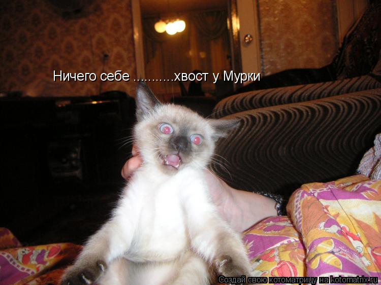 Ничего себе ...........хвост у Мурки... Котоматрица: Ничего себе ...........хвост у Мурки
