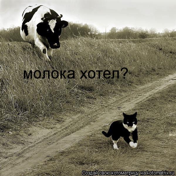 молока хотел?... Котоматрица: молока хотел?