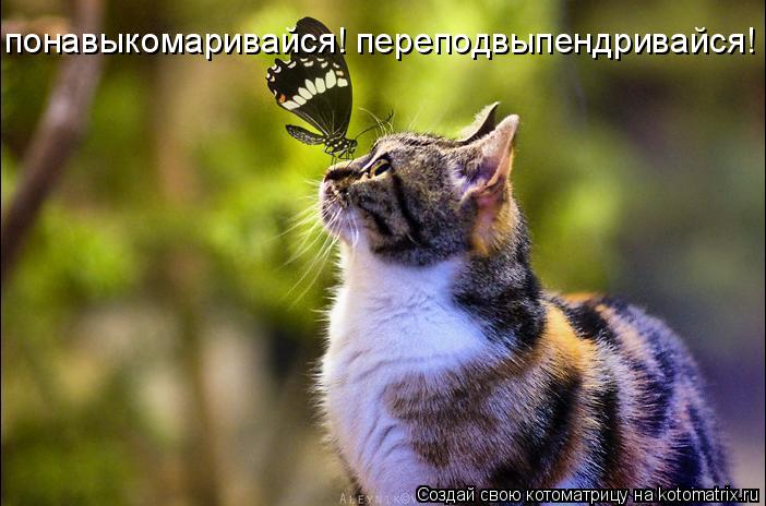 понавыкомаривайся! переподвыпендривайся!... Котоматрица: понавыкомаривайся! переподвыпендривайся!